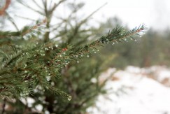 В Калужской области к Новому году заготовят более трёх тысяч деревьев хвойных пород