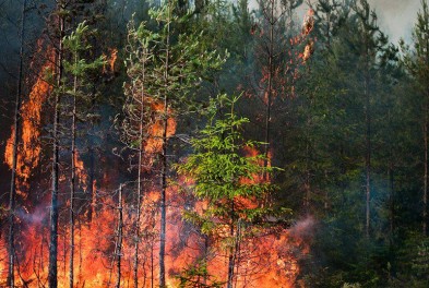 Думиничан предупреждают: штрафы  за нарушение правил пожарной безопасности в лесах выросли в 10 раз!